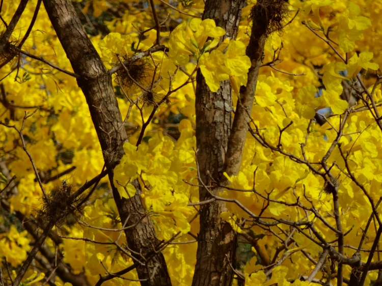 A floração dos ipês-amarelos dura, em média, 15 dias.