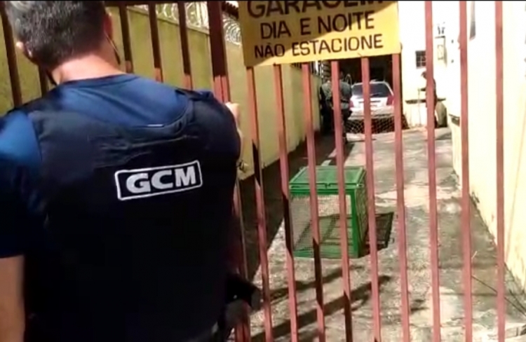 Guardas da GCM com a Policia Ambiental na captura da capivara fujona