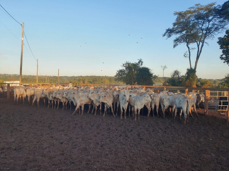 A DIG da DEIC encontrou grande parte do gado em um confinamento na cidade de Ipiguá/SP