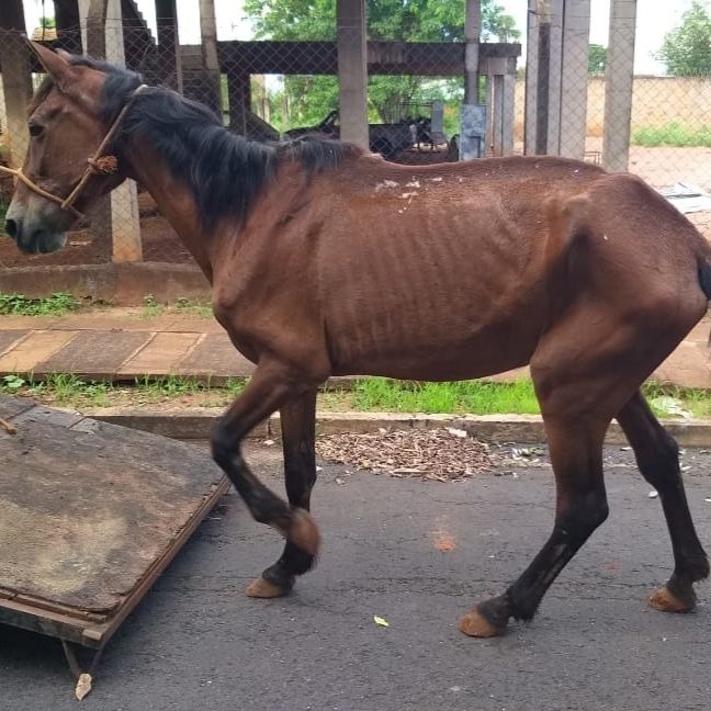 Égua foi encontrada em condições de maus tratos em um terreno baldio próximo a avenida Mirassolândia.