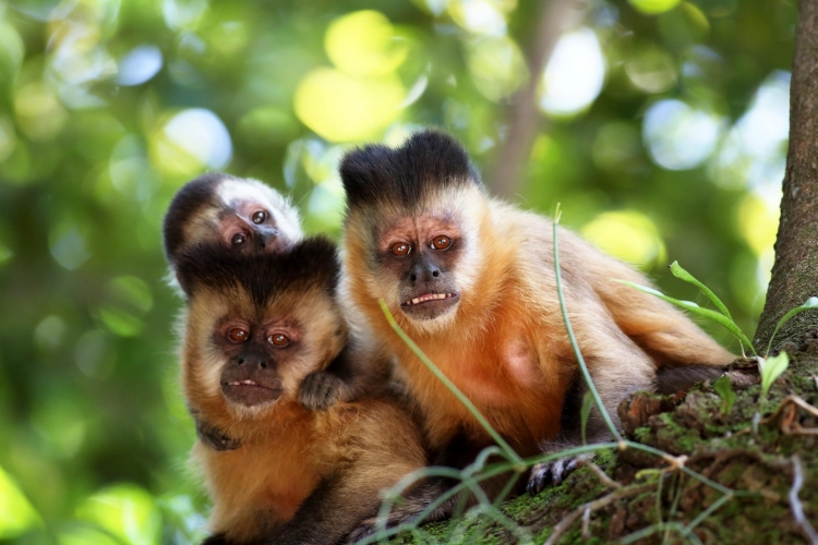  Os primeiros animais com sintomas de intoxicação foram encontrados por populares na Mata dos Macacos, área rural da cidade, na tarde da última quarta-feira (3).