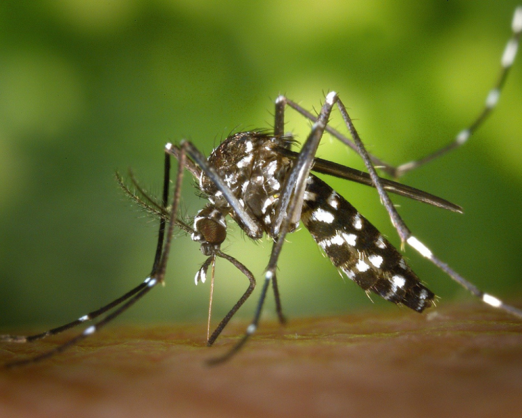 O número de casos de dengue disparou no Brasil, e o reagente usado para fazer o exame que confirma a doença está esgotado na rede pública e privada.