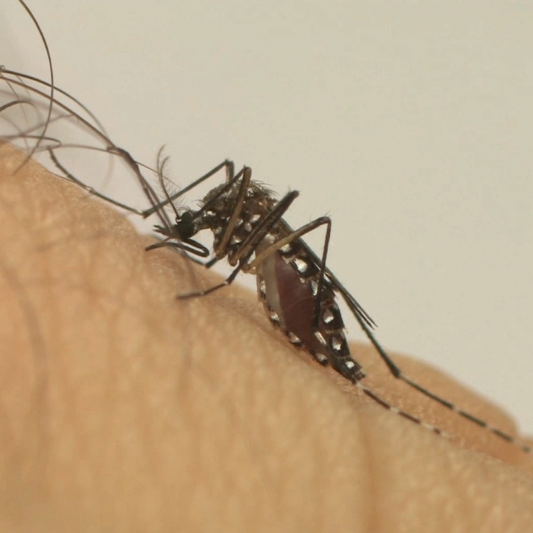 Mosquito Aedes aegypti é o responsável pela transmissão do vírus da dengue