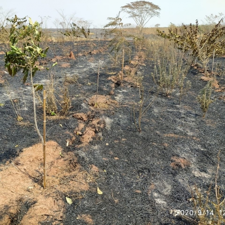 17 mil mudas de árvores nativas foram perdidas em incêndio na área do antigo Ipa 